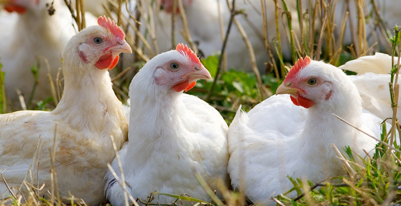 magliano-in-toscana-agriturismo-animali-della-fattoria,-galline