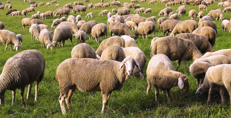 magliano-in-toscana-agriturismo-animali-della-fattoria,-pecore