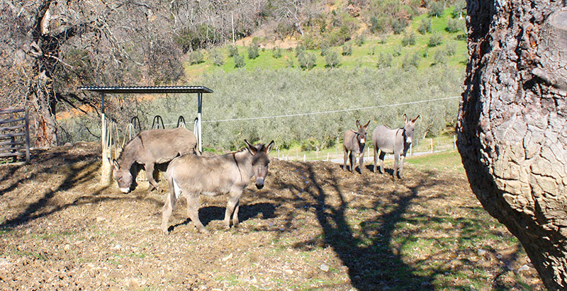 magliano-in-toscana-agriturismo-animali-della-fattoria,asinelli