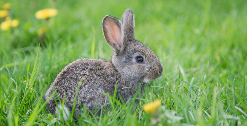 magliano-in-toscana-agriturismo-animali-della-fattoria,conigli